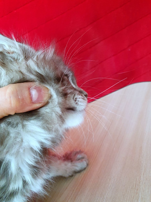 Xtra  Akbars - Kitten maine-coon 2 months