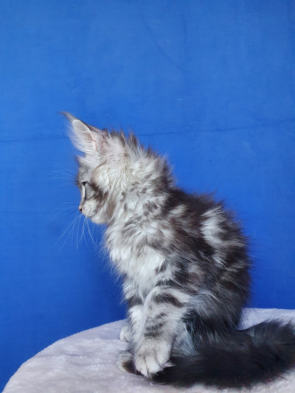 Xtra  Akbars - Kitten maine-coon 2.5 months