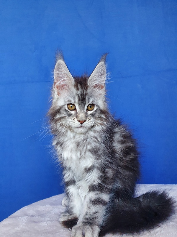 Xtra  Akbars - Kitten maine-coon 2.5 months
