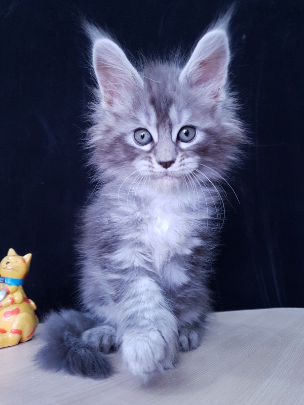 Zeus Akbars (polydactyl) 66/66 - Kitten maine-coon 1 month 3.5 weeks