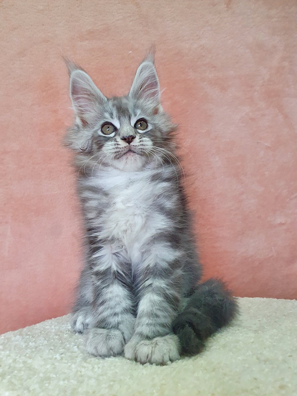 Zeus Akbars (polydactyl) 66/66 - Kitten maine-coon 2 months 1 week