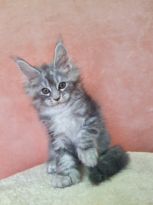 Zeus Akbars (polydactyl) 66/66 - Kitten maine-coon 2 months 1 week