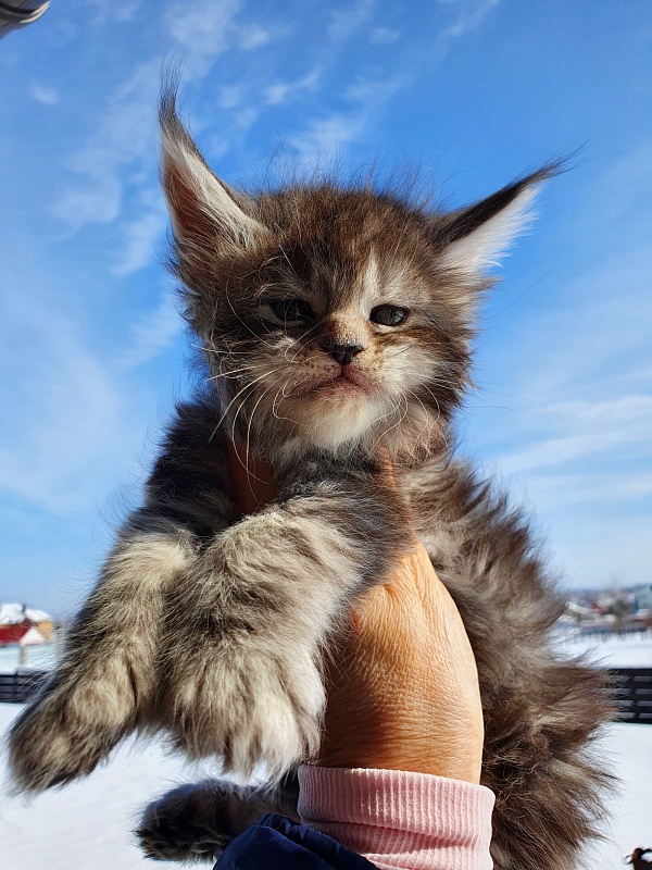 Zeus Akbars (polydactyl) 66/66 - Kitten maine-coon 1 month 0.5 weeks
