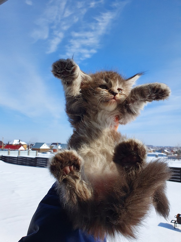 Zeus Akbars (polydactyl) 66/66 - Kitten maine-coon 1 month 0.5 weeks