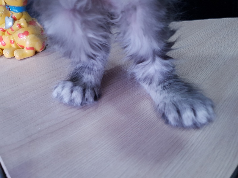 Zeus Akbars (polydactyl) 66/66 - Kitten maine-coon 1 month 3.5 weeks