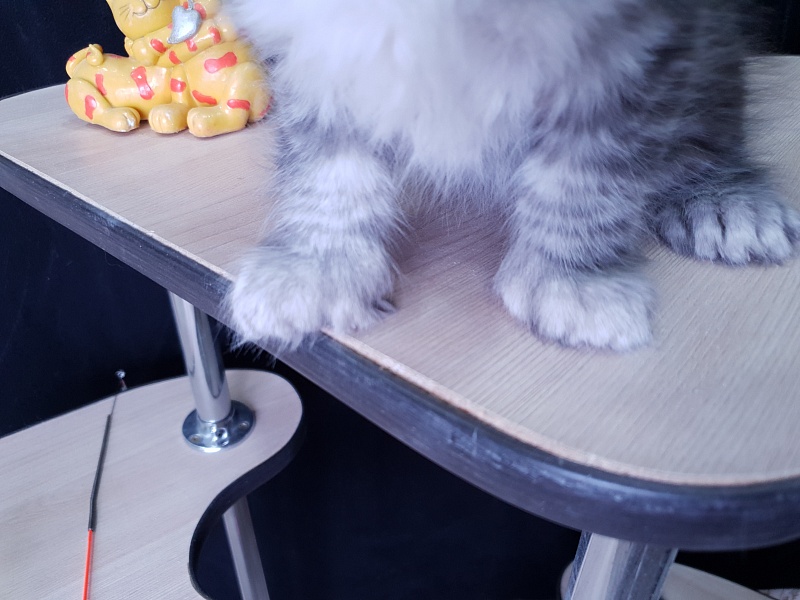 Zeus Akbars (polydactyl) 66/66 - Kitten maine-coon 1 month 3.5 weeks