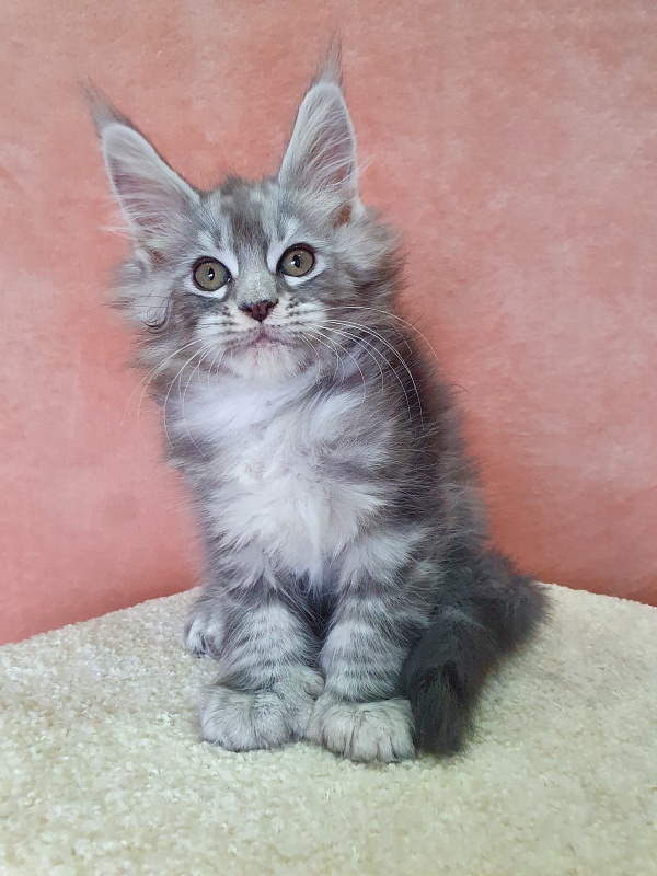 Zeus Akbars (polydactyl) 66/66 - Kitten maine-coon 2 months 1 week