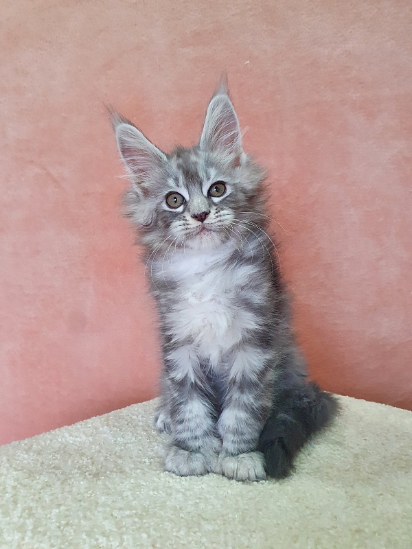 Zeus Akbars (polydactyl) 66/66 - Kitten maine-coon 2 months 1 week