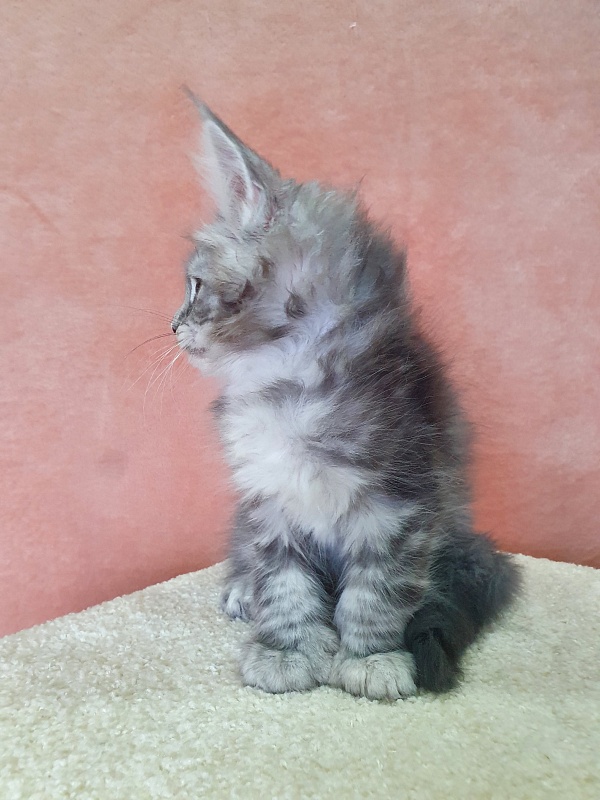 Zeus Akbars (polydactyl) 66/66 - Kitten maine-coon 2 months 1 week