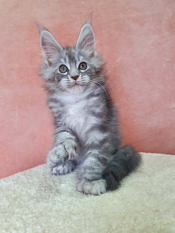 Zeus Akbars (polydactyl) 66/66 - Kitten maine-coon 2 months 1 week
