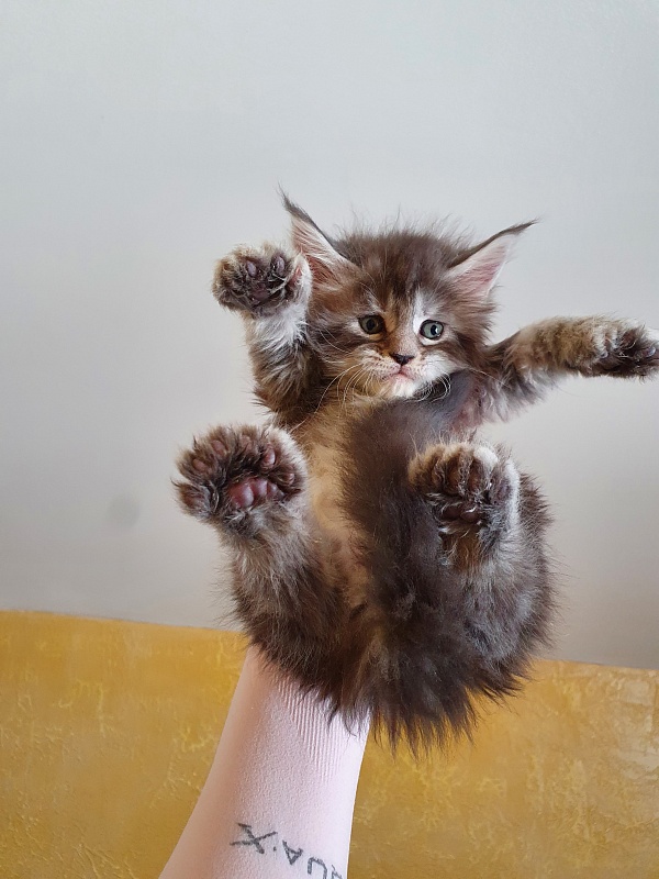 Zara Akbars (polydactyl) 65/66 - Kitten maine-coon 1 month 0.5 weeks