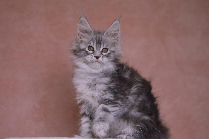 Zara Akbars (polydactyl) 65/66 - Kitten maine-coon 2 months 1 week
