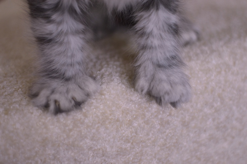 Zara Akbars (polydactyl) 65/66 - Kitten maine-coon 2 months 1 week