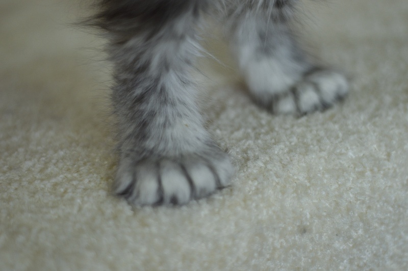 Zara Akbars (polydactyl) 65/66 - Kitten maine-coon 2 months 1 week