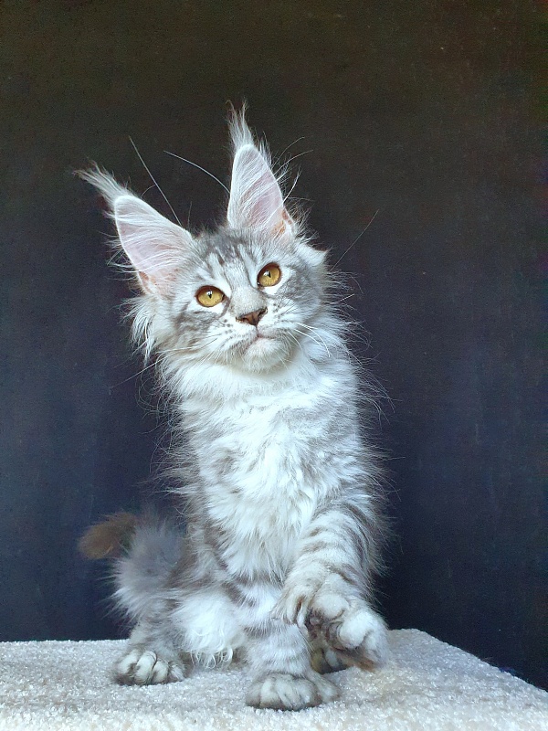 Zara Akbars (polydactyl) 65/66 - Kitten maine-coon 3 months 2 weeks