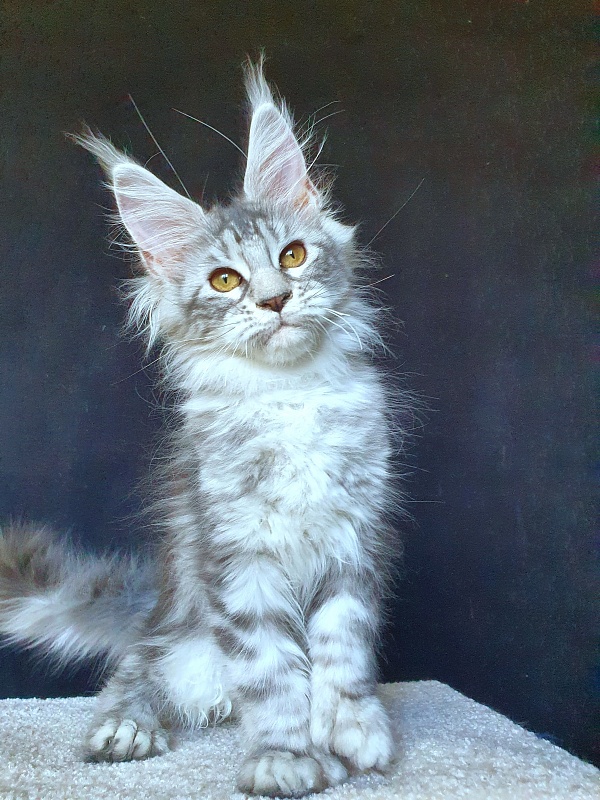 Zara Akbars (polydactyl) 65/66 - Kitten maine-coon 3 months 2 weeks