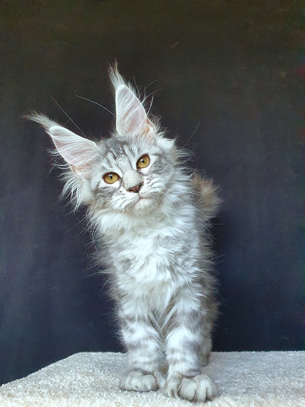 Zara Akbars (polydactyl) 65/66 - Kitten maine-coon 3 months 2 weeks