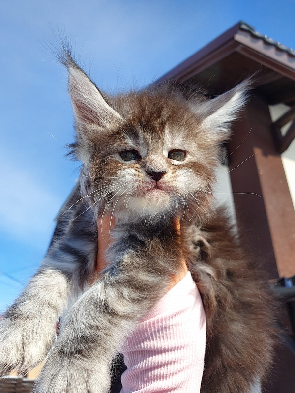 Zara Akbars (polydactyl) 65/66 - Kitten maine-coon 1 month 0.5 weeks