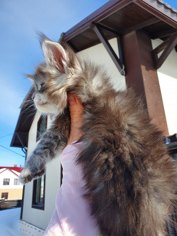 Zara Akbars (polydactyl) 65/66 - Kitten maine-coon 1 month 0.5 weeks