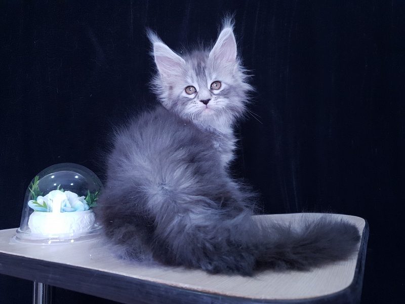 Zara Akbars (polydactyl) 65/66 - Kitten maine-coon 1 month 3.5 weeks