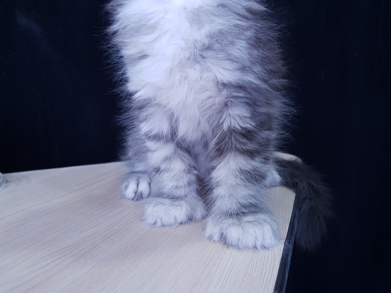 Zara Akbars (polydactyl) 65/66 - Kitten maine-coon 1 month 3.5 weeks