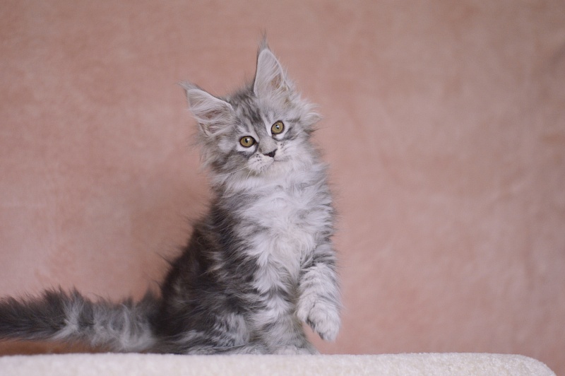 Zara Akbars (polydactyl) 65/66 - Kitten maine-coon 2 months 1 week