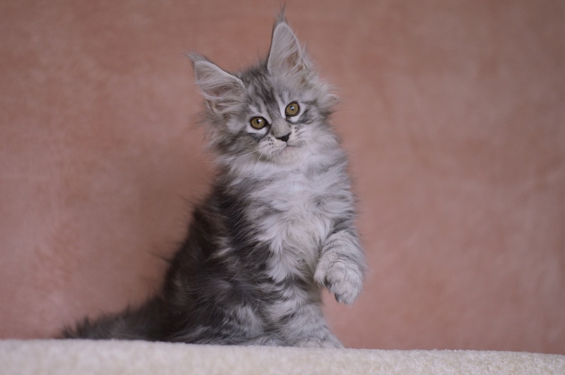 Zara Akbars (polydactyl) 65/66 - Kitten maine-coon 2 months 1 week