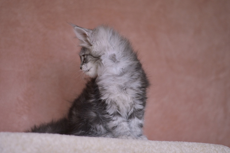 Zara Akbars (polydactyl) 65/66 - Kitten maine-coon 2 months 1 week