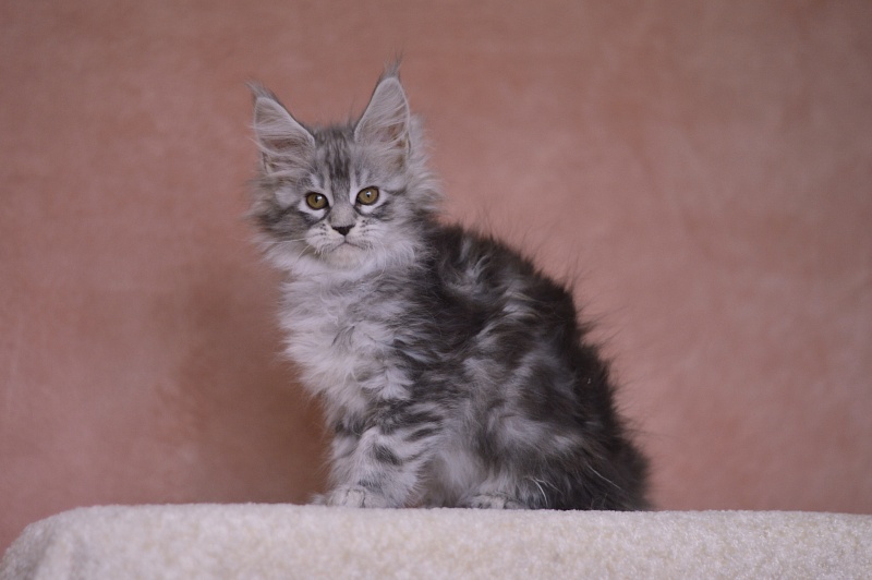Zara Akbars (polydactyl) 65/66 - Kitten maine-coon 2 months 1 week