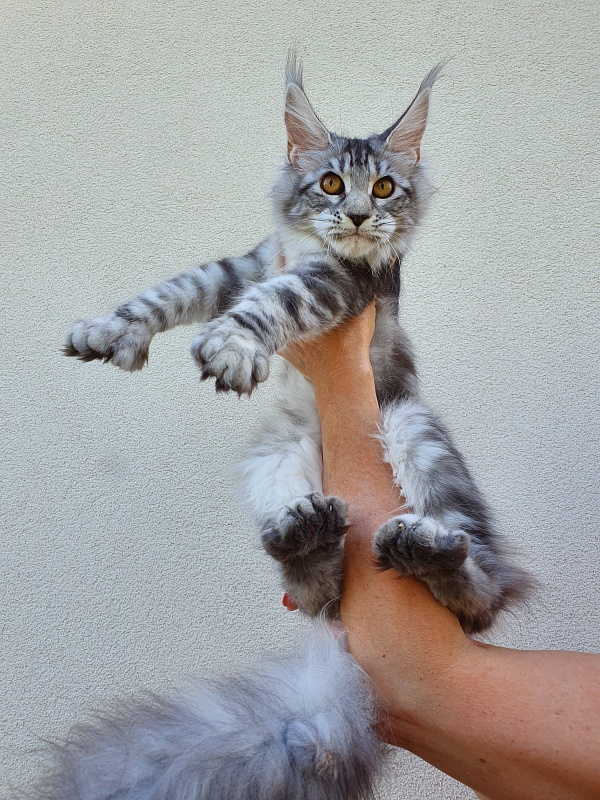 Zara Akbars (polydactyl) 65/66 - Kitten maine-coon 5.5 months