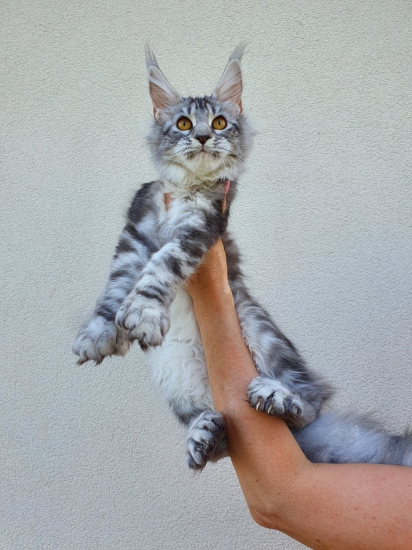 Zara Akbars (polydactyl) 65/66 - Kitten maine-coon 5.5 months