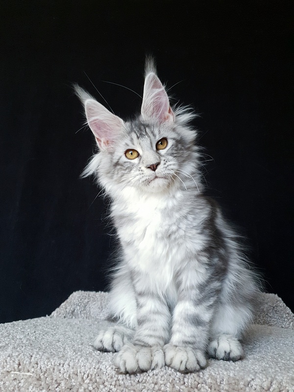 Zara Akbars (polydactyl) 65/66 - Kitten maine-coon 5 months