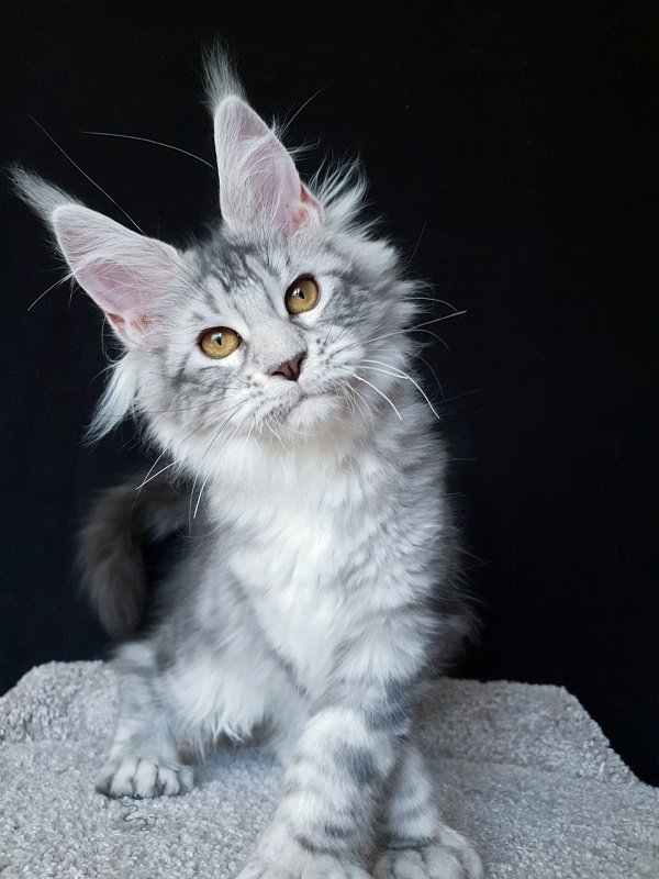 Zara Akbars (polydactyl) 65/66 - Kitten maine-coon 5 months