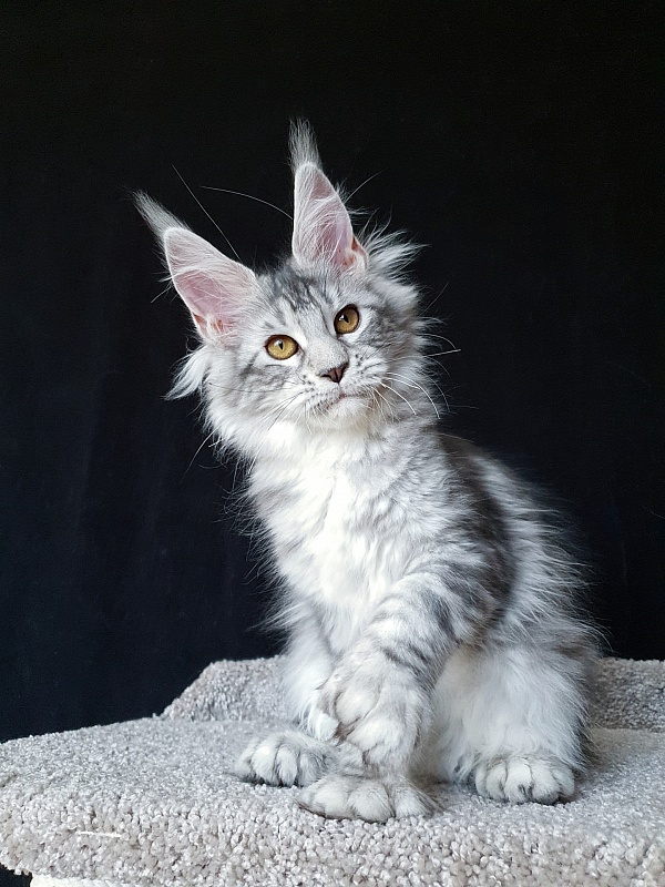 Zara Akbars (polydactyl) 65/66 - Kitten maine-coon 5 months