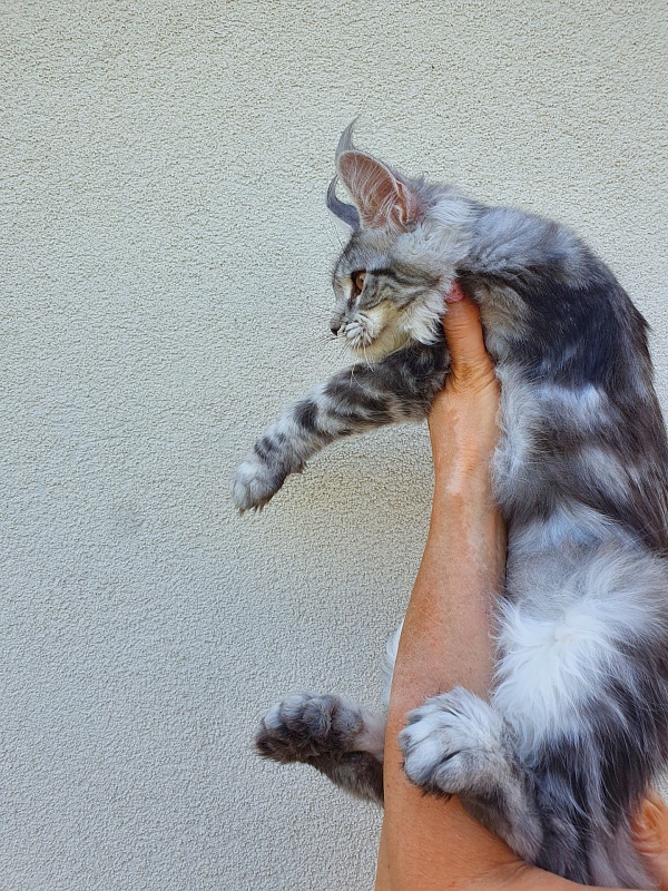 Zara Akbars (polydactyl) 65/66 - Kitten maine-coon 5.5 months