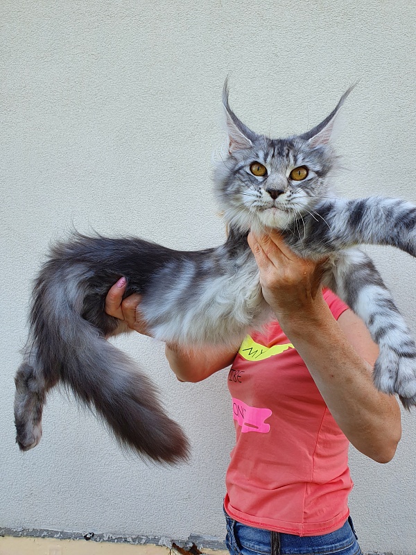 Zara Akbars (polydactyl) 65/66 - Kitten maine-coon 5.5 months