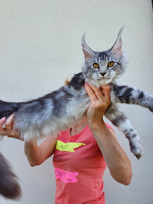 Zara Akbars (polydactyl) 65/66 - Kitten maine-coon 5.5 months