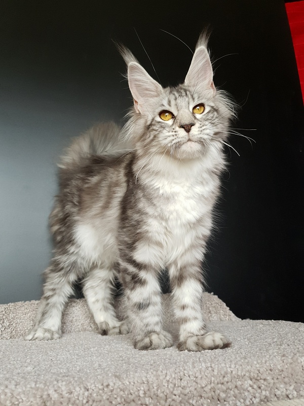 Zara Akbars (polydactyl) 65/66 - Kitten maine-coon 5 months 2.5 weeks