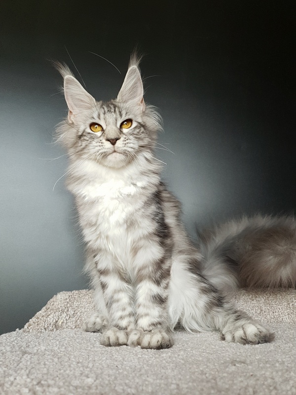 Zara Akbars (polydactyl) 65/66 - Kitten maine-coon 5 months 2.5 weeks