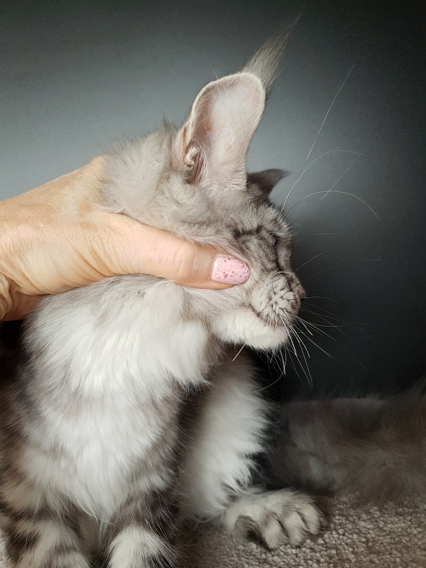 Zara Akbars (polydactyl) 65/66 - Kitten maine-coon 5 months 2.5 weeks