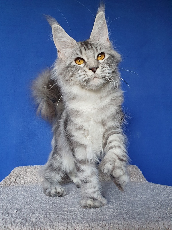 Zara Akbars (polydactyl) 65/66 - Kitten maine-coon 5 months 4 weeks