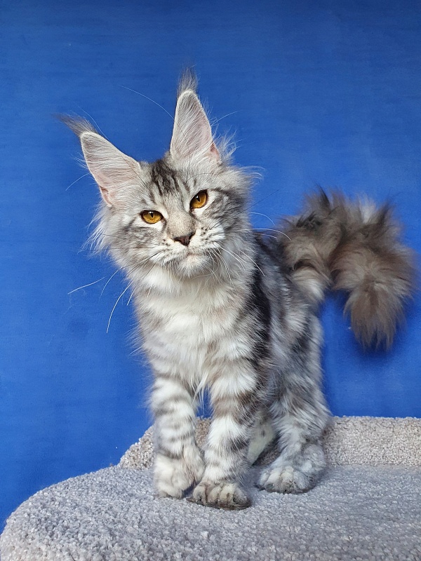 Zara Akbars (polydactyl) 65/66 - Kitten maine-coon 5 months 4 weeks