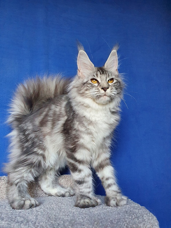 Zara Akbars (polydactyl) 65/66 - Kitten maine-coon 5 months 4 weeks