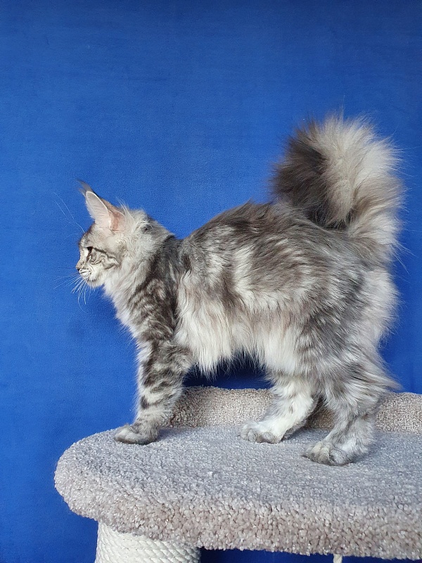 Zara Akbars (polydactyl) 65/66 - Kitten maine-coon 5 months 4 weeks