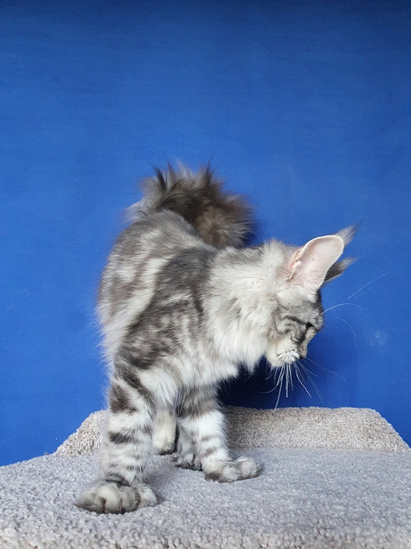 Zara Akbars (polydactyl) 65/66 - Kitten maine-coon 5 months 4 weeks