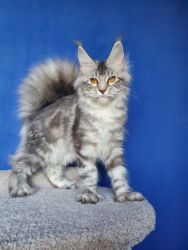Zara Akbars (polydactyl) 65/66 - Kitten maine-coon 5 months 4 weeks