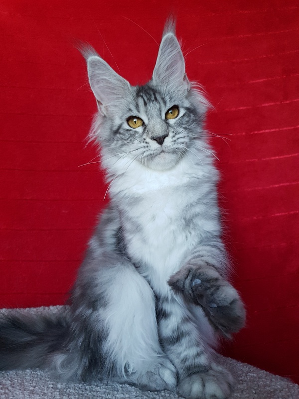 Zara Akbars (polydactyl) 65/66 - Kitten maine-coon 5 months 2 weeks