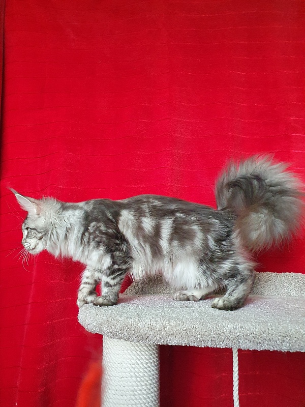 Zara Akbars (polydactyl) 65/66 - Kitten maine-coon 6 months 1 week