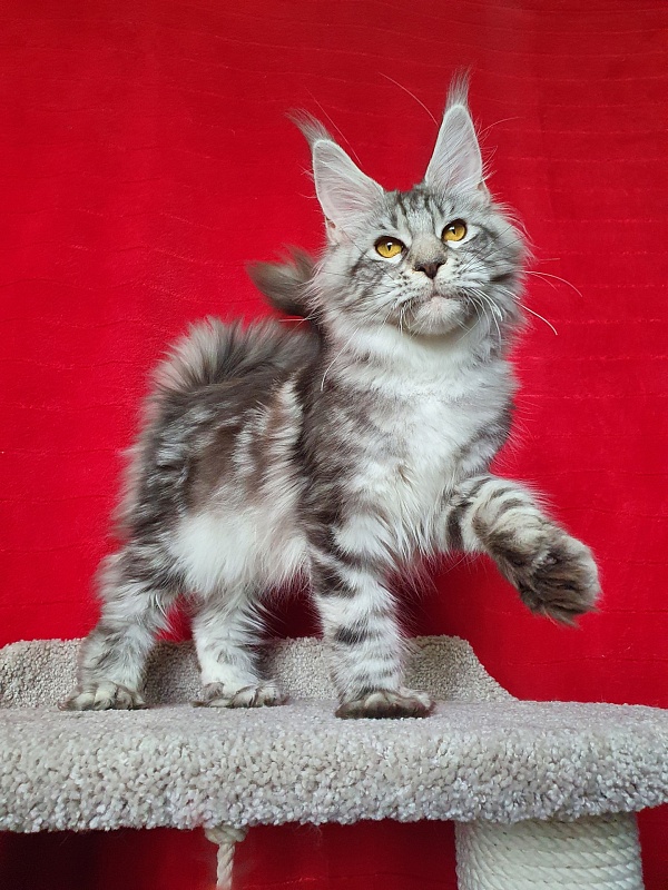 Zara Akbars (polydactyl) 65/66 - Kitten maine-coon 6 months 1 week