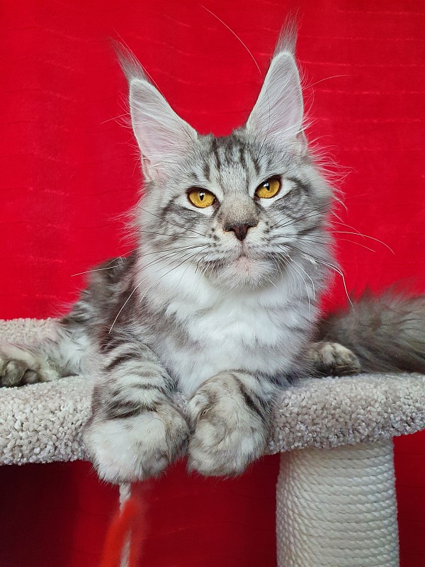 Zara Akbars (polydactyl) 65/66 - Kitten maine-coon 6 months 1 week